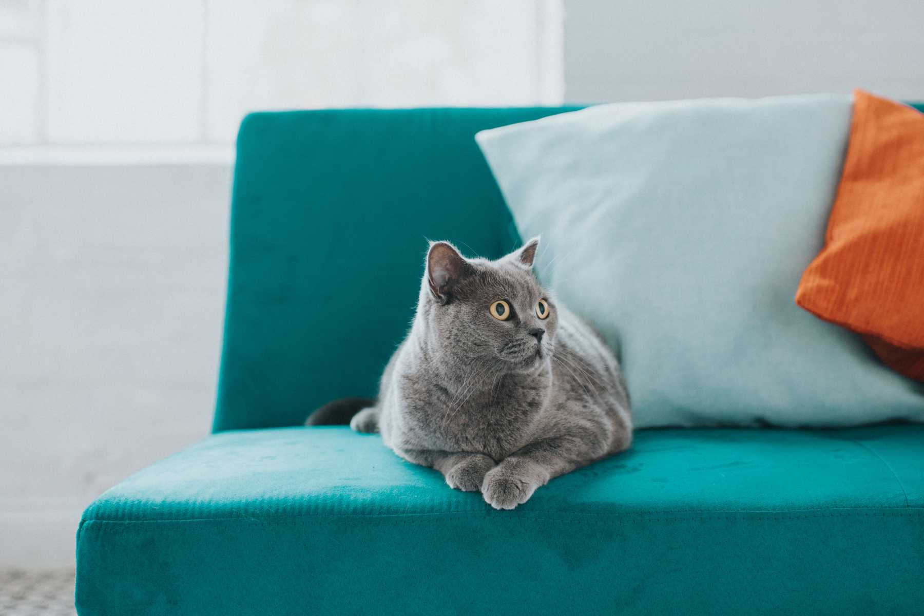 Mẹo làm sạch lông chó mèo dính trên Sofa hiệu quả nhất	